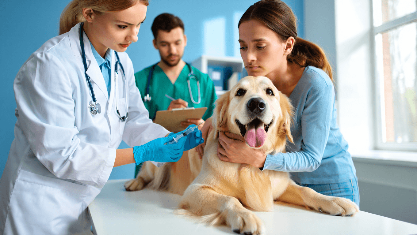Comment la vaccination des animaux de compagnie protège les humains contre la rage