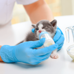 comment nourrir un chaton
