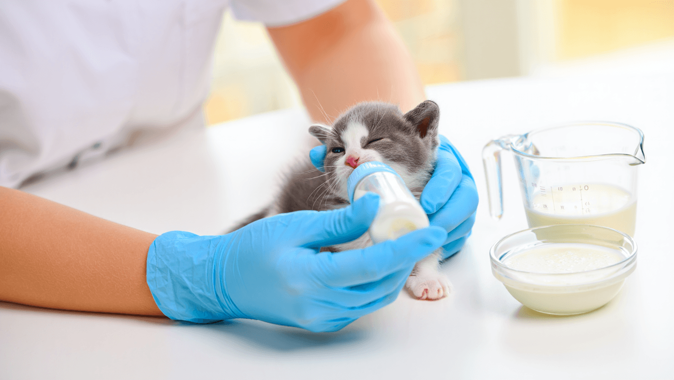 comment nourrir un chaton