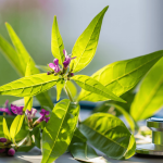 desmodium danger