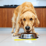 chien qui vomit