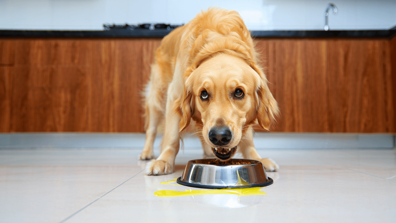 chien qui vomit