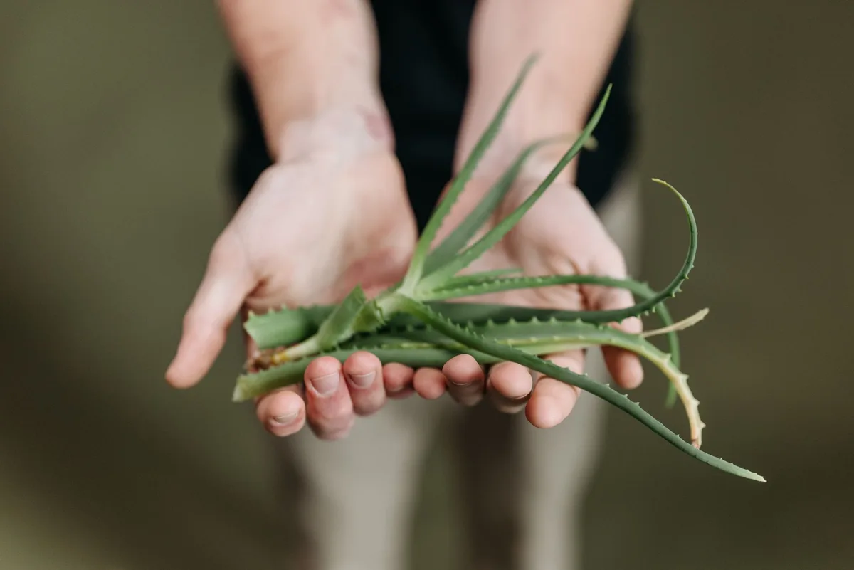 Différents types de gel d'aloe vera : feuille fraîche, gel bio et gel industriel dans des récipients