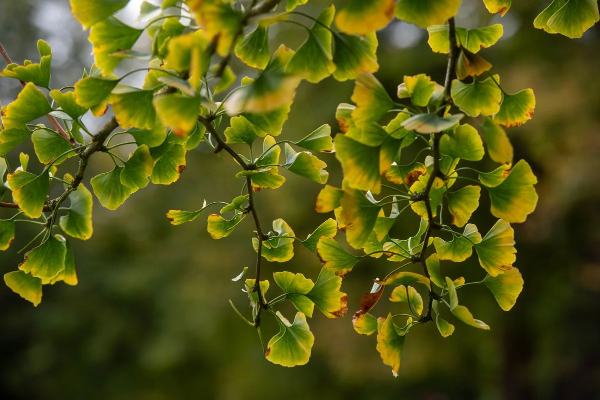 Feuilles de ginkgo biloba, plante traditionnelle pour la mémoire