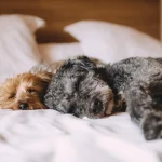 Personne allongée dans un lit la nuit, cherchant le sommeil réparateur