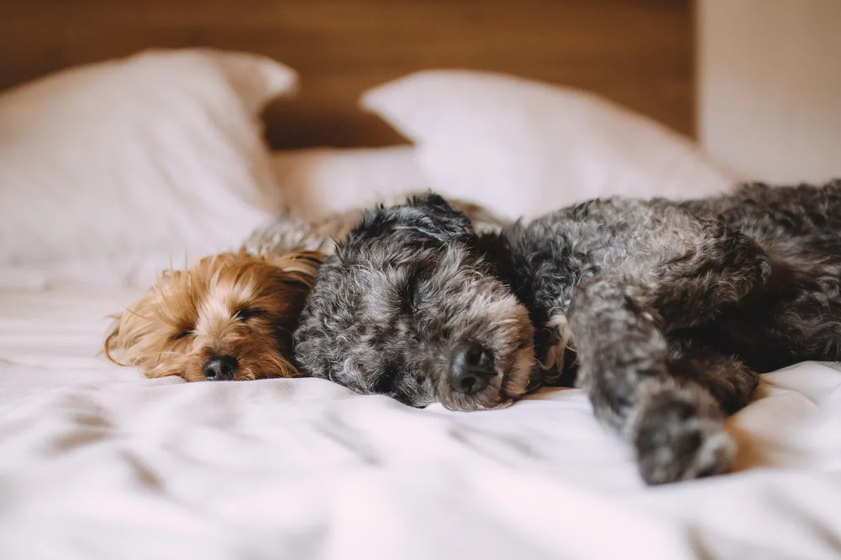 Personne allongée dans un lit la nuit, cherchant le sommeil réparateur