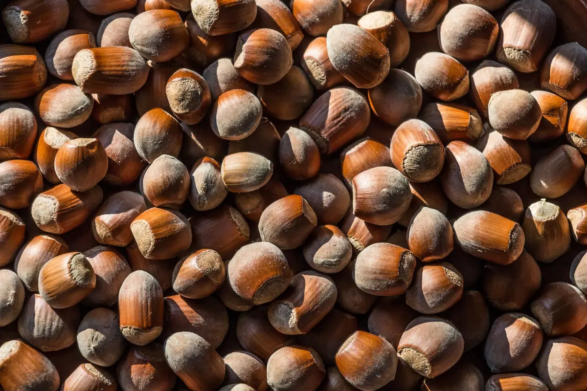 Aliments riches en magnésium : graines de courge, amandes, chocolat noir et épinards disposés sur une table