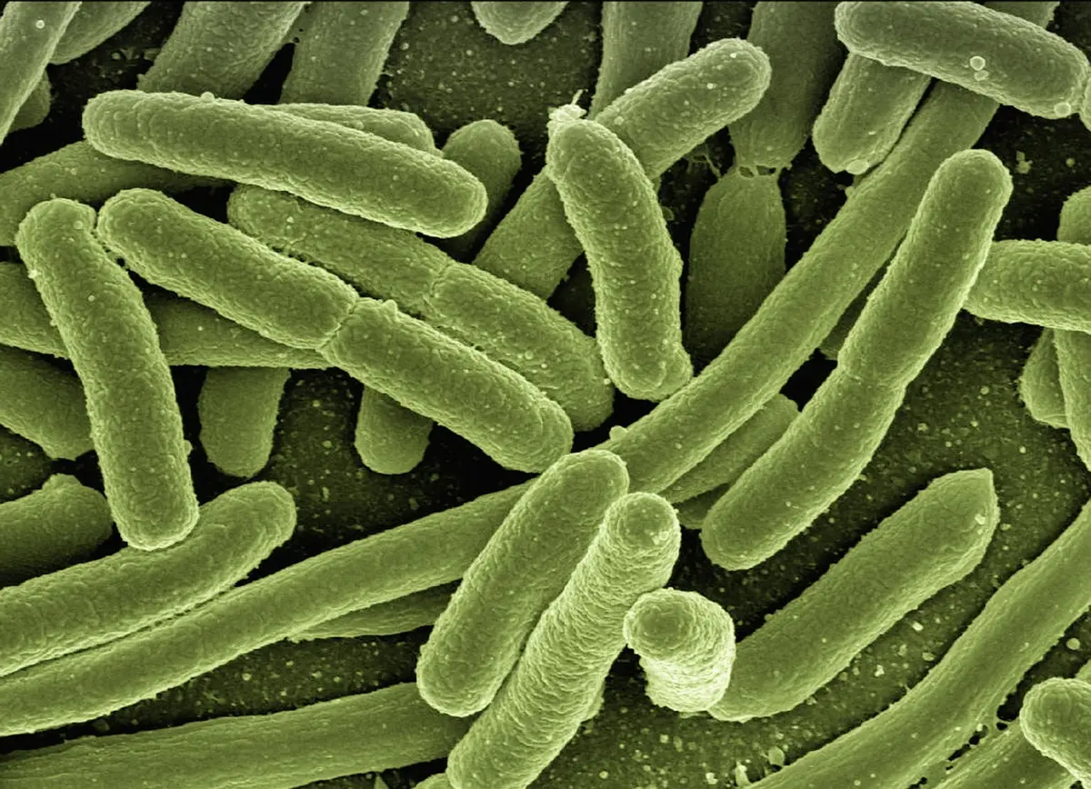 Vue microscopique de bactéries E. coli avec leurs pili d'adhésion