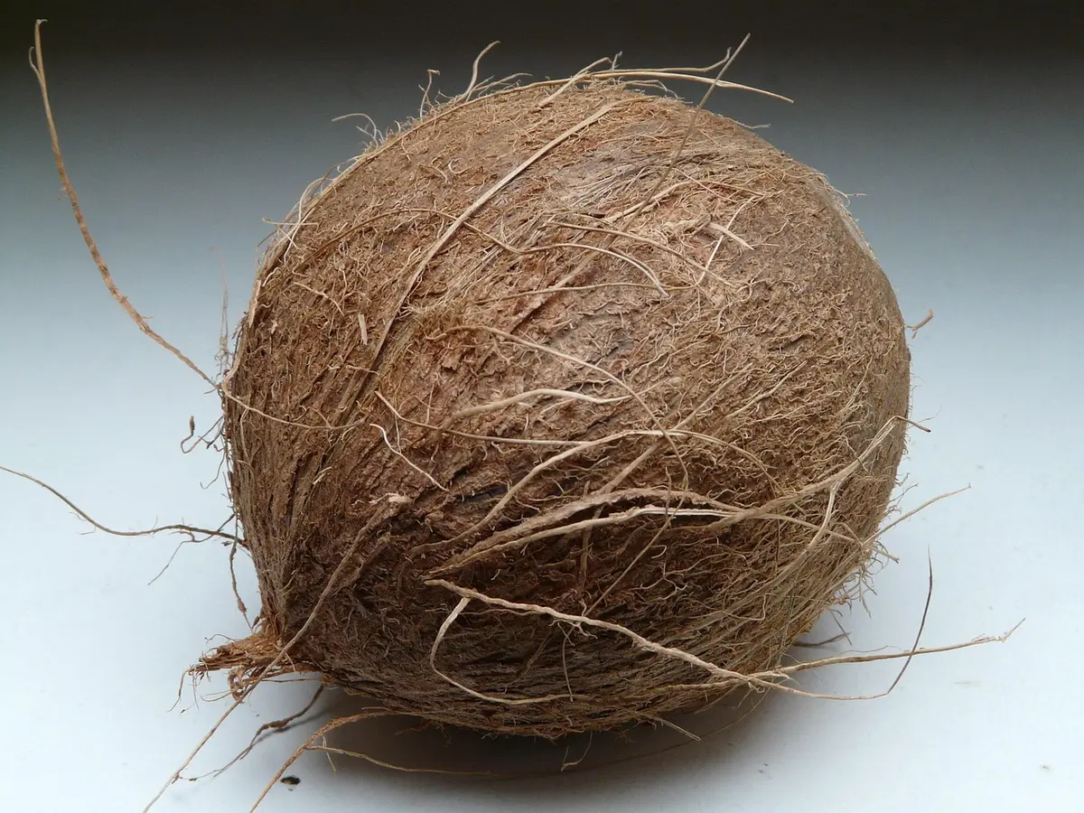 Cuillère de sucre de coco près d'une petite assiette montrant une texture granuleuse