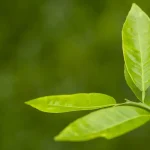 Application d'un sérum à la vitamine C sur la peau du visage en lumière naturelle
