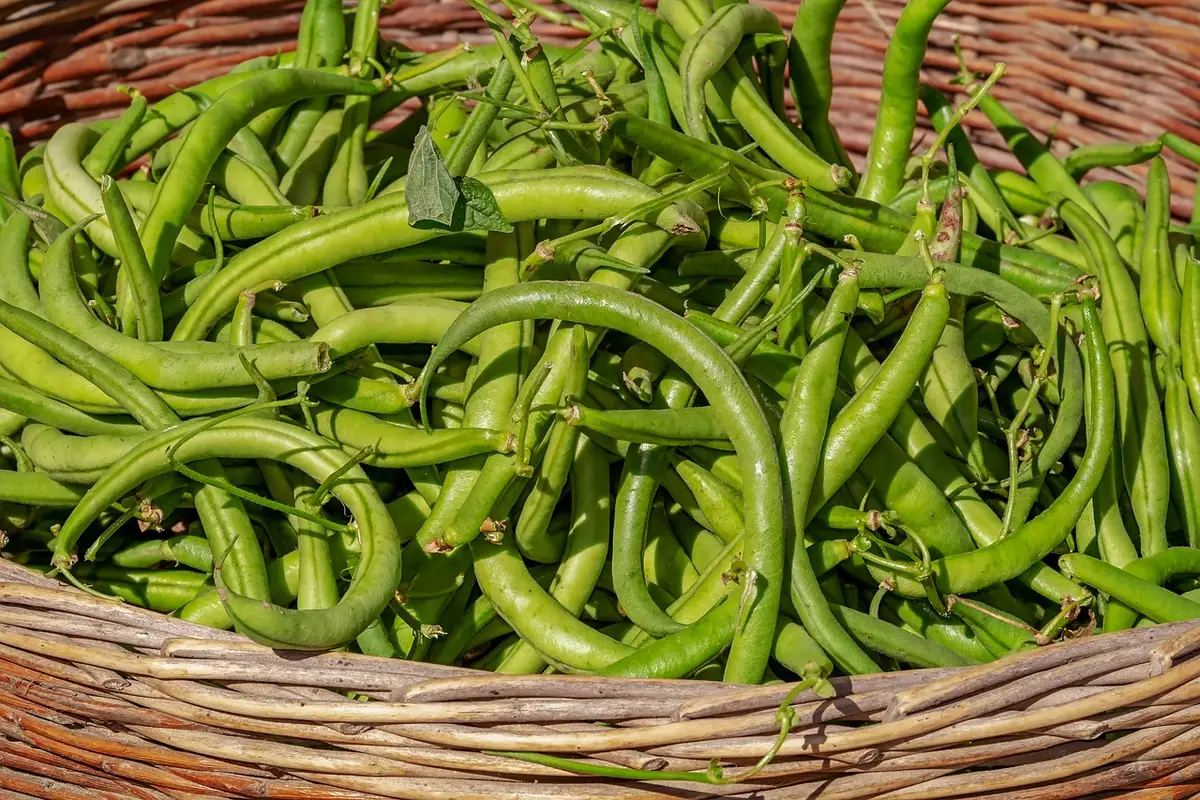 Assortiment de légumes crus et jeunes pousses prêts à consommer