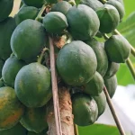 Feuilles de papaye lavées sur un plan de travail près d'un blender et un verre de jus flou
