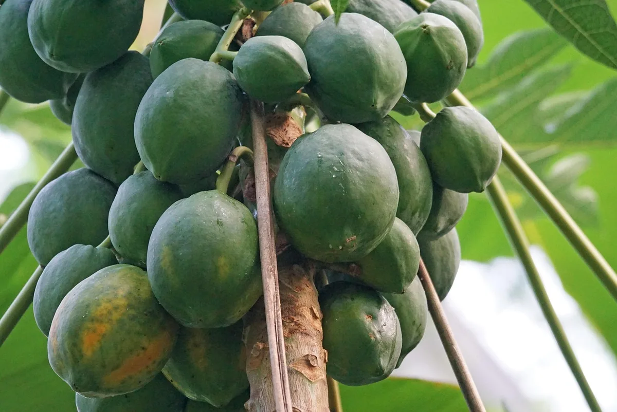 Feuilles de papaye lavées sur un plan de travail près d'un blender et un verre de jus flou