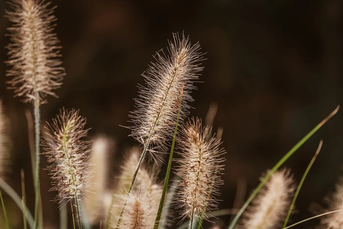 Farine de chanvre beige-vert dans un bol montrant la texture