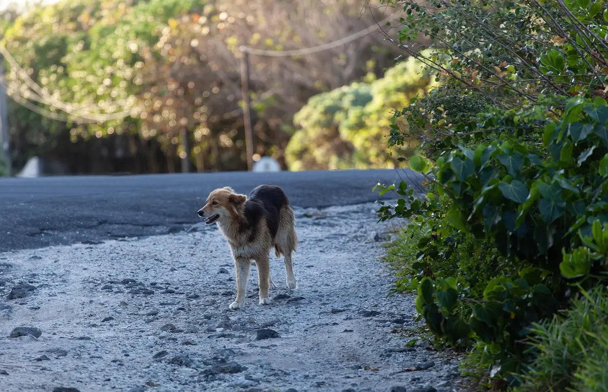 Enfant observant un chien errant dans une rue, interaction non surveillée