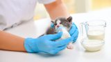 Alimentation du chaton : guide vétérinaire pour biberon, sevrage et quantités