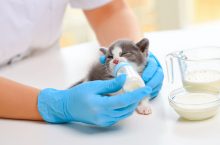 Alimentation du chaton : guide vétérinaire pour biberon, sevrage et quantités