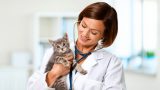 Comment sevrer un chaton en 8 étapes : conseils d&rsquo;une vétérinaire