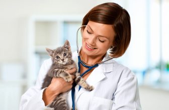 Comment sevrer un chaton en 8 étapes : conseils d&rsquo;une vétérinaire