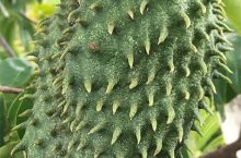 Connaître le corossol fruit, ses variétés et multiples vertus