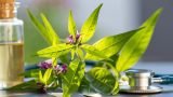Desmodium : risques, effets secondaires et précautions d&rsquo;utilisation