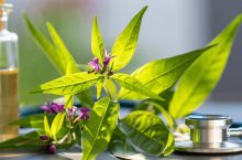 Desmodium : risques, effets secondaires et précautions d&rsquo;utilisation