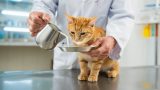 Donner du lait à un chaton ou un chat adulte : l&rsquo;avis d&rsquo;une vétérinaire