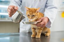 Donner du lait à un chaton ou un chat adulte : l&rsquo;avis d&rsquo;une vétérinaire