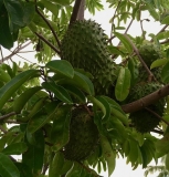 Quels sont les bienfaits de la feuille de corossol pour la santé ?