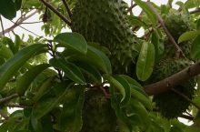 Quels sont les bienfaits de la feuille de corossol pour la santé ?