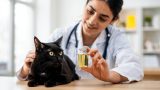 Huile de saumon pour chat : 4 bienfaits expliqués par une vétérinaire