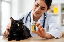 Huile de saumon pour chat : 4 bienfaits expliqués par une vétérinaire
