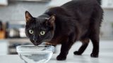 Pourquoi mon chat boit-il beaucoup et quand consulter un vétérinaire ?