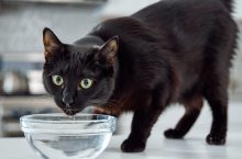 Pourquoi mon chat boit-il beaucoup et quand consulter un vétérinaire ?