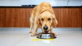 Vomissements chez le chien : que faire en urgence et quand consulter ?
