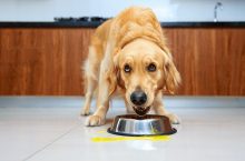 Vomissements chez le chien : que faire en urgence et quand consulter ?