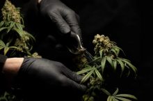 Quels sont les effets du CBD sur la santé de l’Homme ?