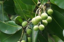 Comment utiliser l&rsquo;huile de Tamanu pour le soin du corps ?