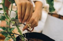 Quels sont les bienfaits de l’épilobe ?