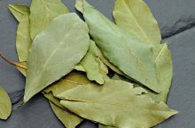 Feuille de laurier sous l’oreiller : Les bienfaits insoupçonnés de cette pratique ancestrale