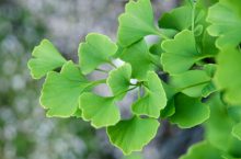 Quels sont les témoignages sur les avantages du Ginkgo biloba ?