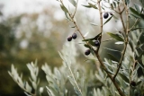 Phytothérapie : que faut-il savoir sur les feuilles d’olivier ?