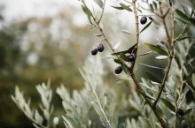 Phytothérapie : que faut-il savoir sur les feuilles d’olivier ?