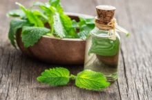 Quels sont les indications et le mode d’emploi de la mélisse ?