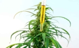 Comment améliorer son sommeil avec l’huile de CBD ?